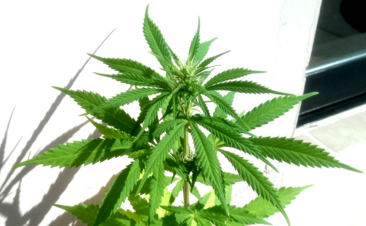 Female cannabis plant - how to distinguish