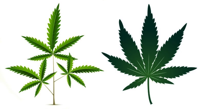 Indica vs Sativa leaf shapes