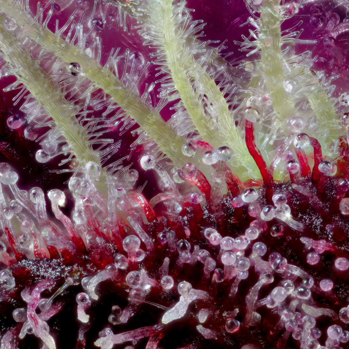 Why weed is purple, the view of anthocyanin in marijuana trichomes