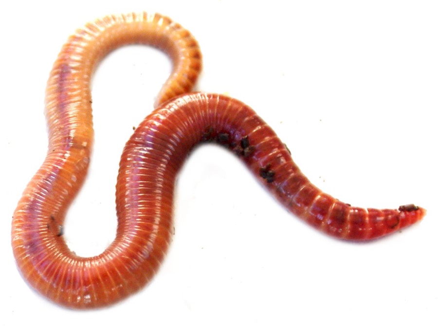 Worm casting for marijuana, Red Californian Earthworm
