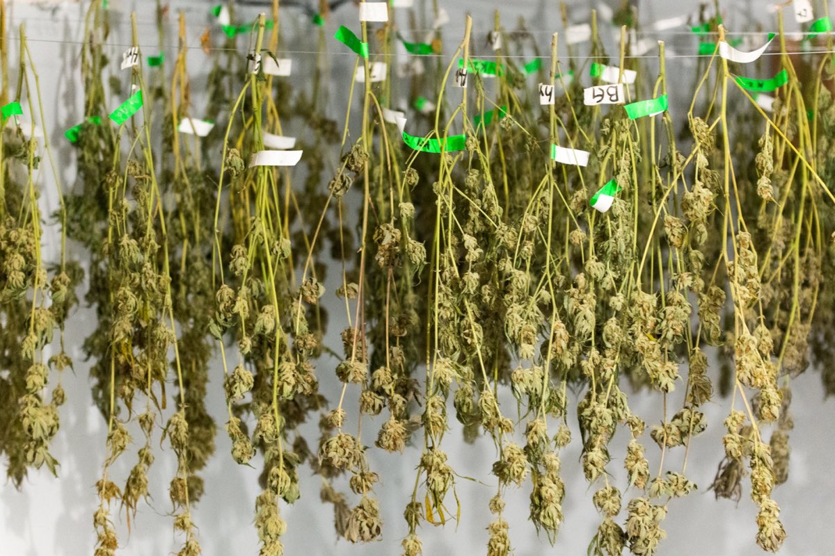 Marijuana THC Drying Labeled Full Plants