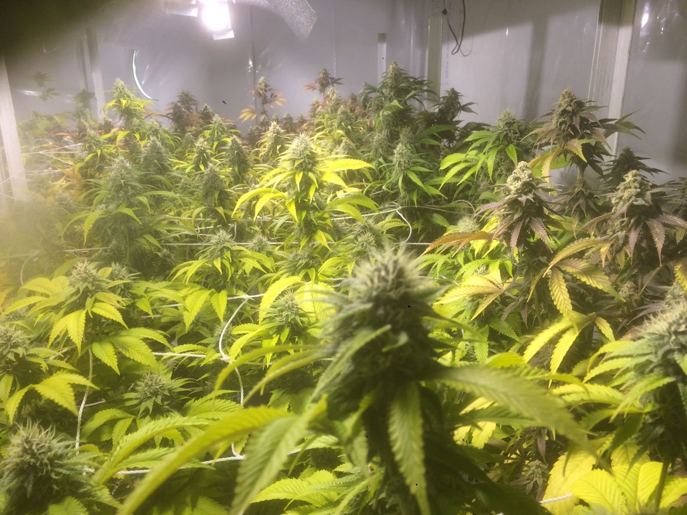 Marijuana Leaves Buds Trichomes Indoor Cannabis Farm
