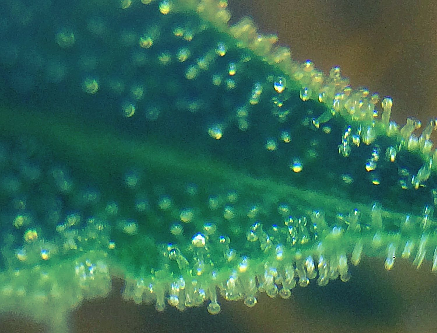 Transparent Trichomes on a Leaf of Cannabis Plant