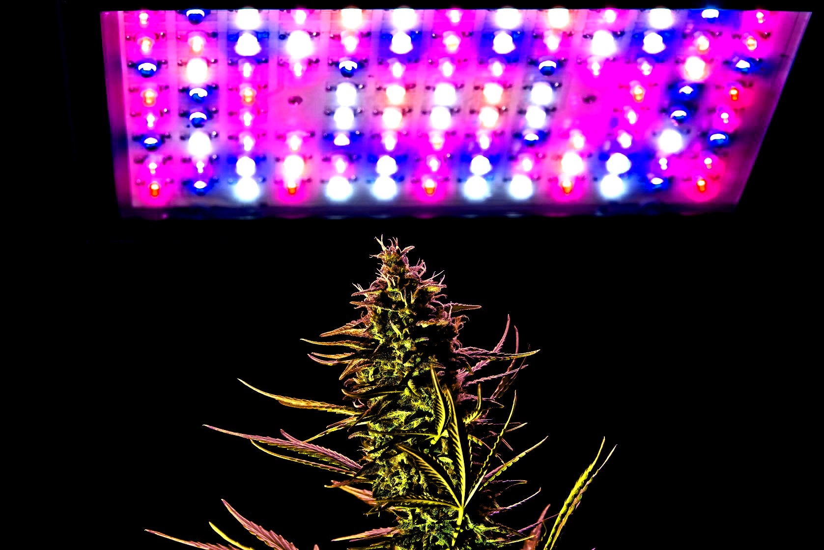 Complete Guide To Using LED Lights For Growing Marijuana