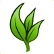 Marijuana - the Dark Angel Seeds pros and cons of growing Sativa or growing indica INDOOR for beginners