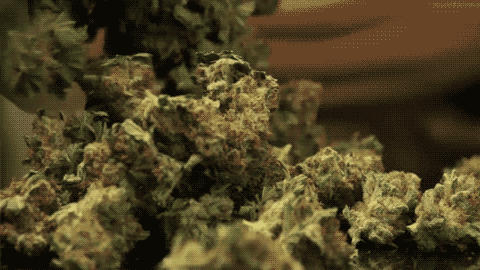 Marijuana Buds Rolling Endlessly Animation
