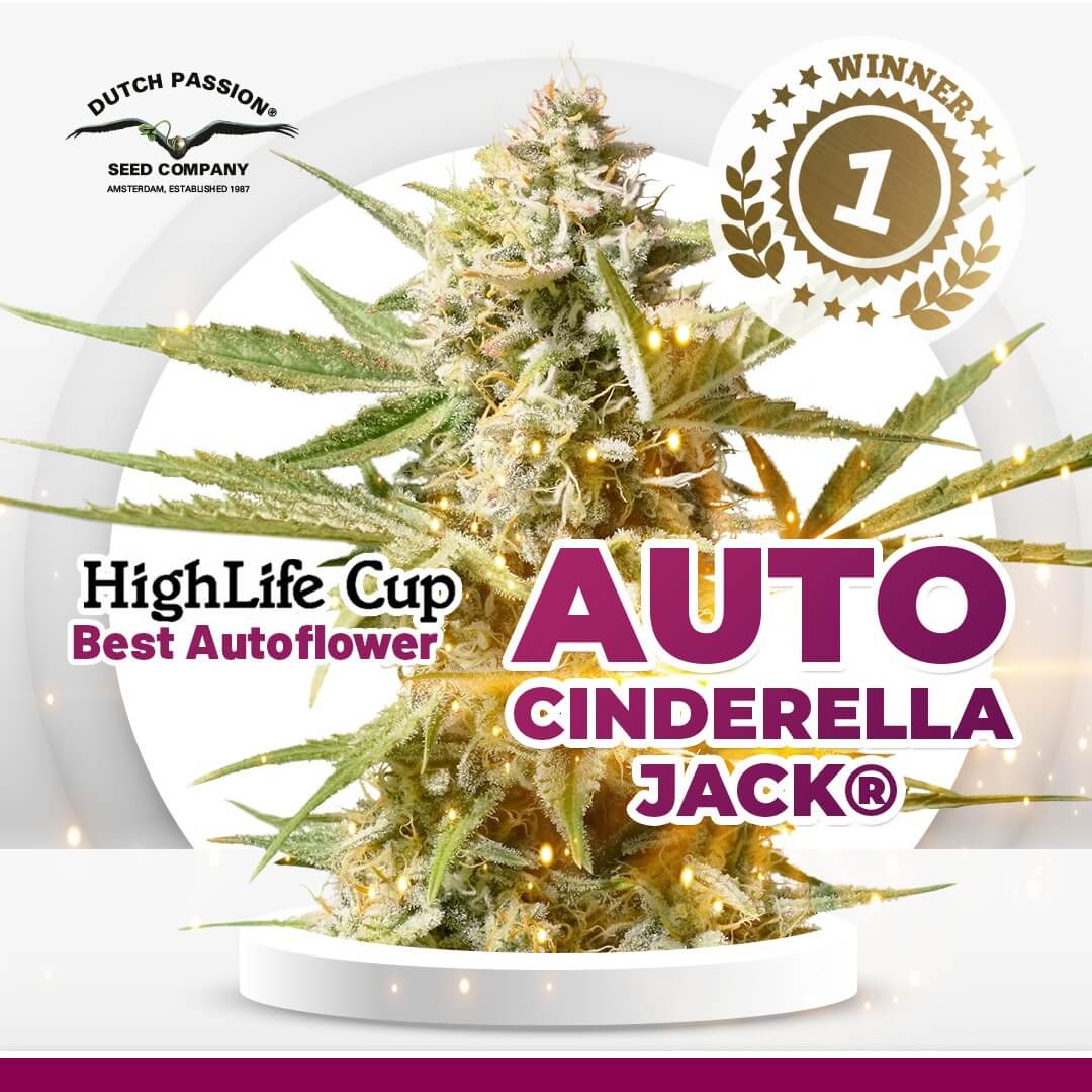 Auto Cinderella Jack named after Jack Herrer the Cannabis Cup 2021 WINNER buy marijuana seeds